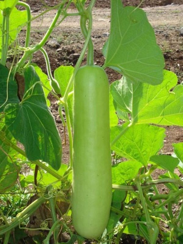 UGRA Bottle Gourd Seed Seed  (250 per packet)