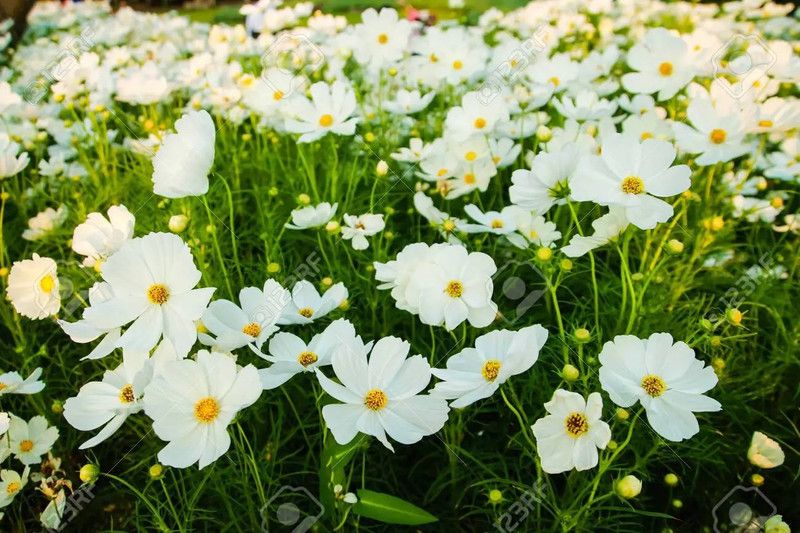 XOLDA MariGold White Flower Seed  (30 per packet)