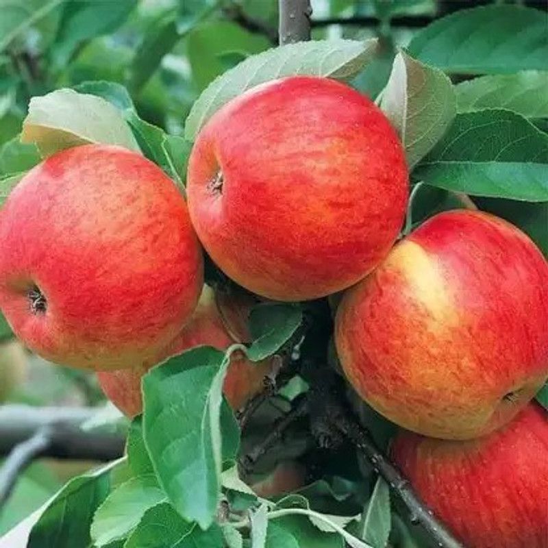 Aro Apple Seed  (61 per packet)