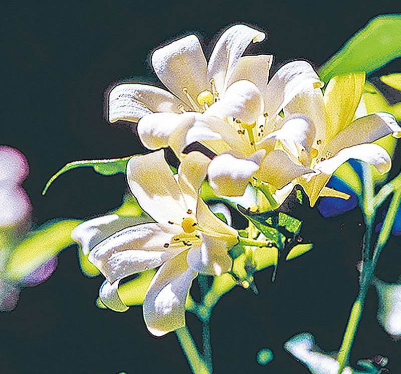 pb mandira plant Murraya Paniculata Plant  (Hybrid, Pack of 1)