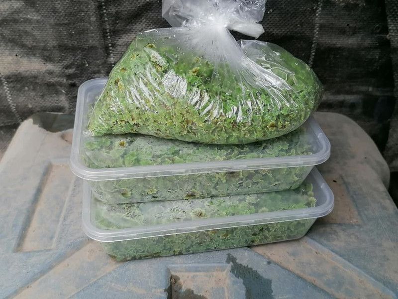 QHARVEST Azolla Seed  (100 per packet)