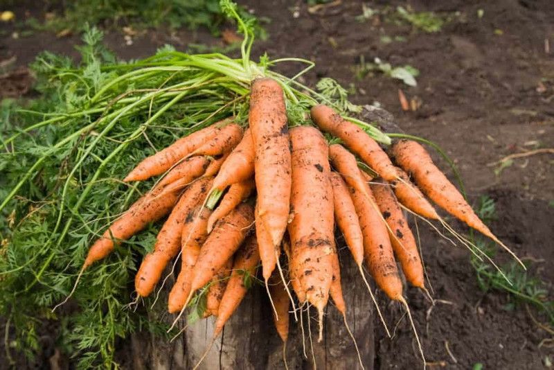XOLDA Organic Carrot Plant Seed  (57 per packet)