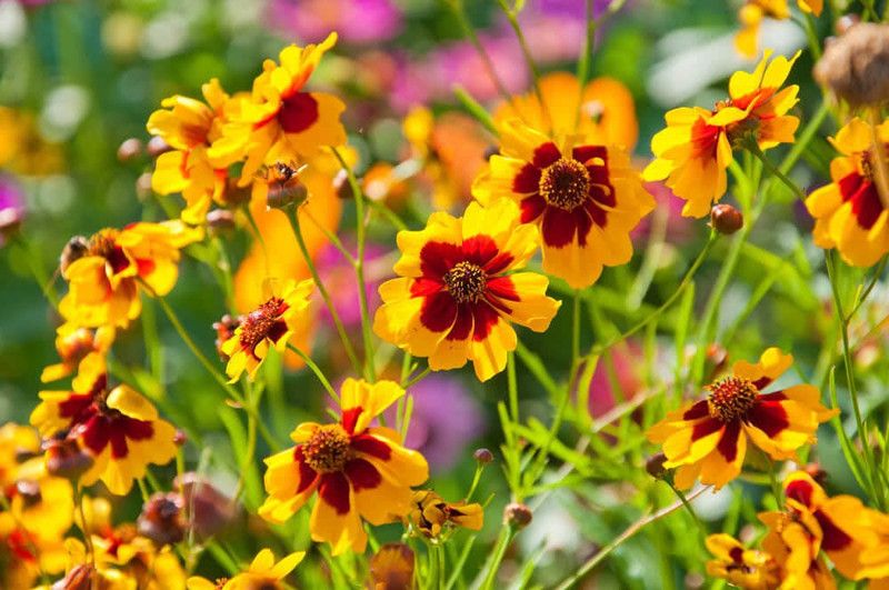 Mozette Hybrid Coreopsis Seed  (65 per packet)