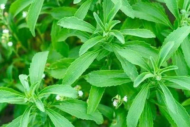 XOLDA Organic Stevia Sweet Leaves Seed  (31 per packet)