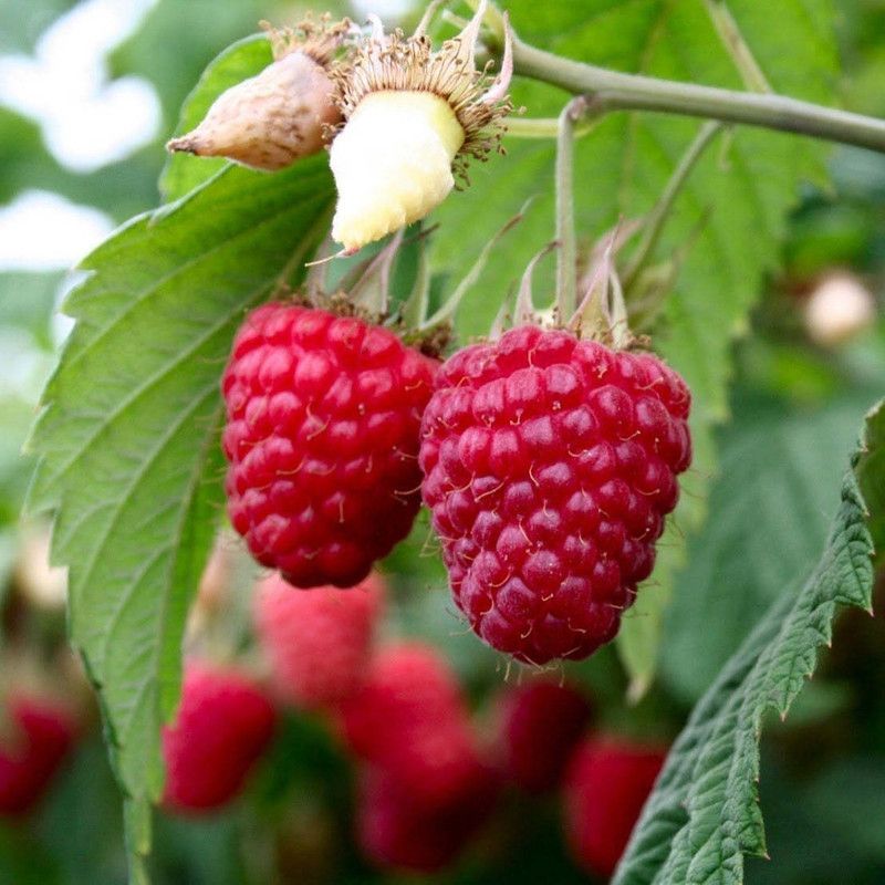 XOLDA Raspberry Hybrid Fruit Seed  (36 per packet)