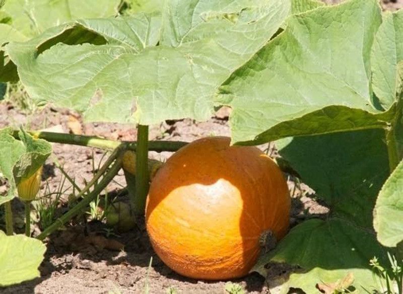 VibeX LXI-56 - PumpkinsGummadikayaKaddu - (100 Seeds) Seed  (100 per packet)