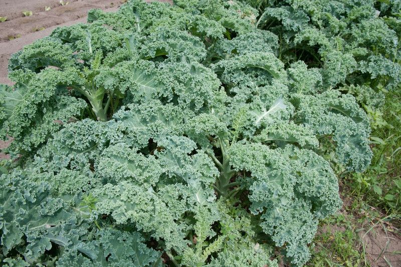 Nodoc Kale Green Seed  (34 per packet)
