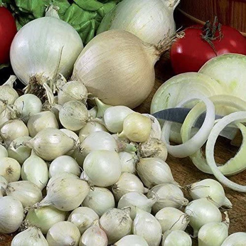 VibeX LX-30 - White Onion - (4500 Seeds) Seed  (4500 per packet)
