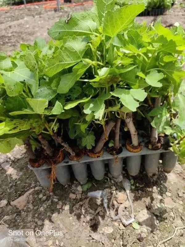 Cloud Farm Gular/Cluster Fig Plant  (Hybrid, Pack of 1)