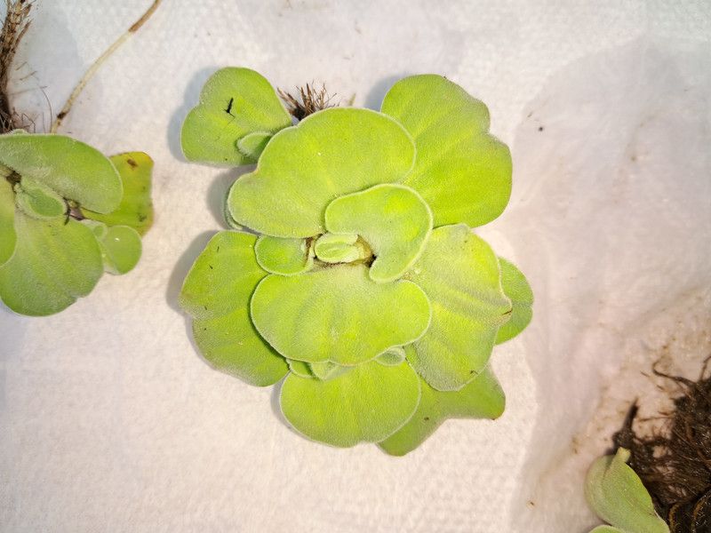 Green Home Cabbage  (Hybrid, Pack of 10)