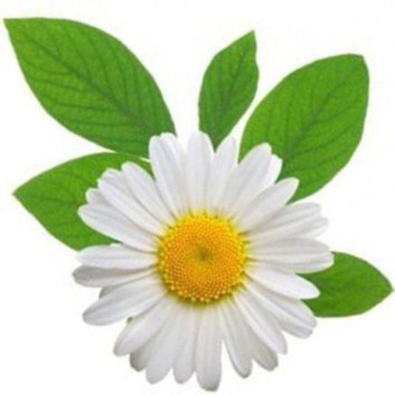 Mozette German chamomile flower Seed  (29 per packet)