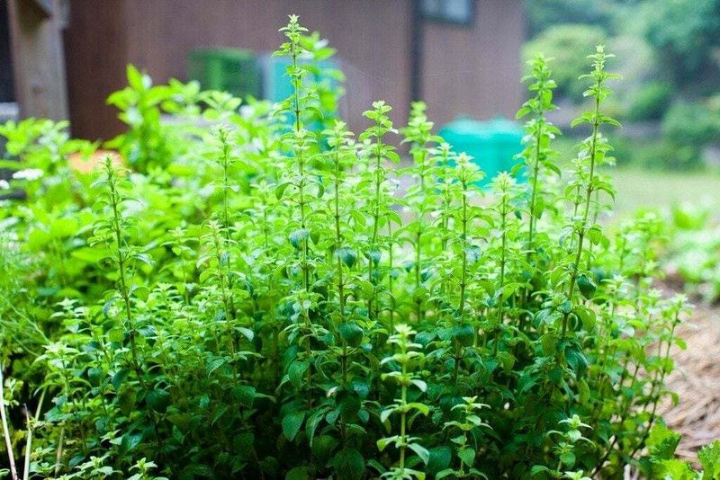 Nodoc Organic oregano herb Seed  (28 per packet)