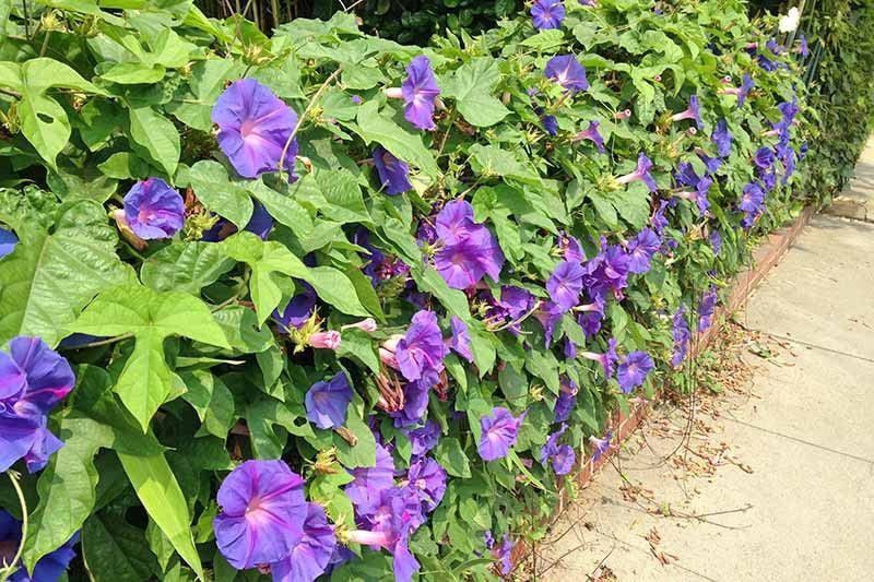 KANAYA Morning Glory Flower Seeds F1 Hybrid Flower Seeds For All Seasons Flower Seed  (53 per packet)