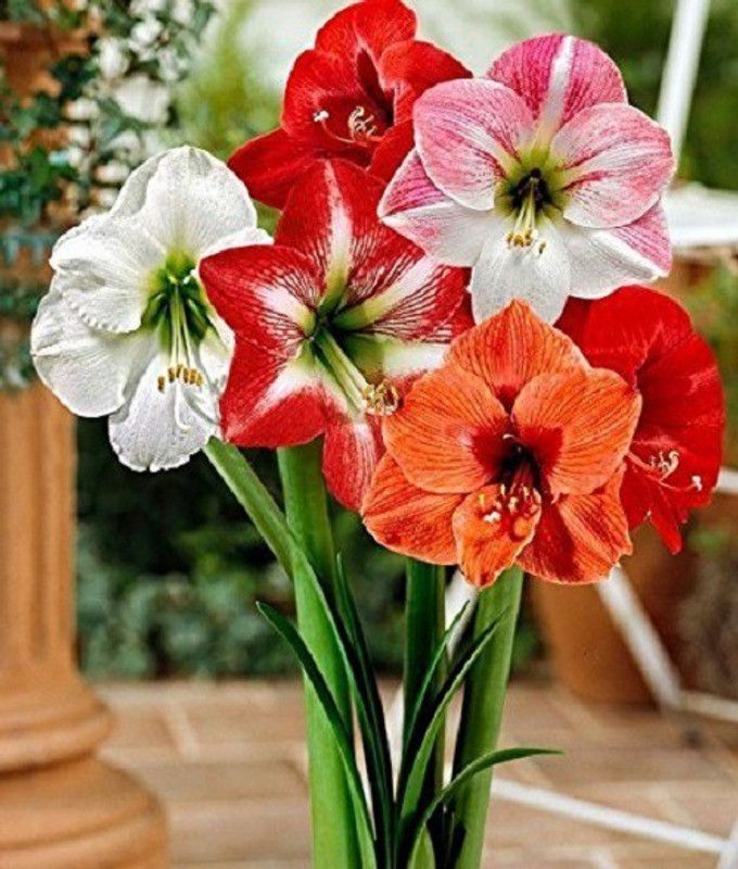 VibeX Lilly Seed  (10 per packet)