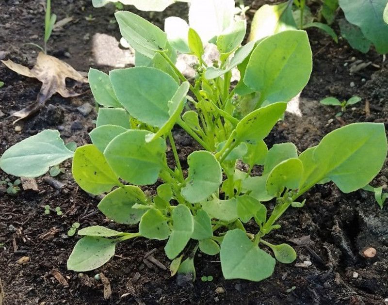 Nodoc Chukka Kura/Sorrel Seed  (50 per packet)