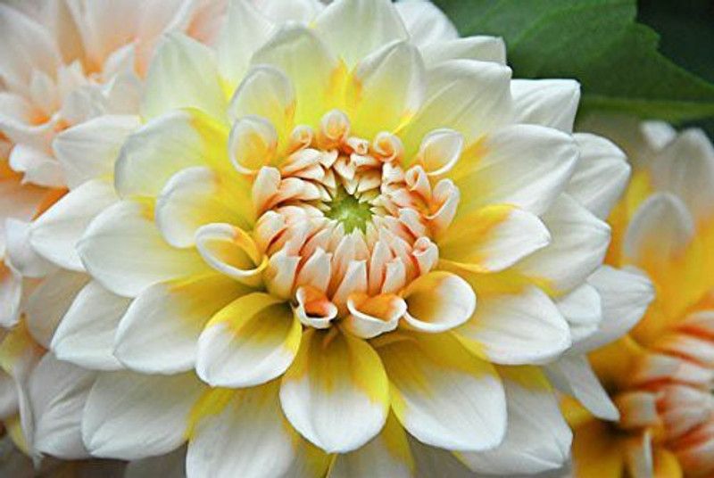 KANAYA Dahlia, Dahlia Pinnata Flower Seed Seed  (130 per packet)
