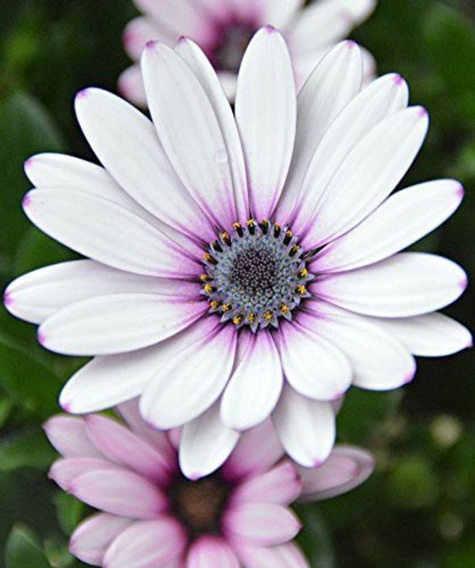 CYBEXIS Osteospermum Flower Seeds - White and Purple Seed  (50 per packet)