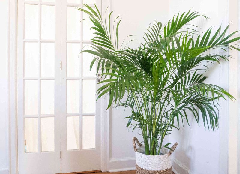 Bee Green China Palm Plant  (Hybrid, Pack of 1)