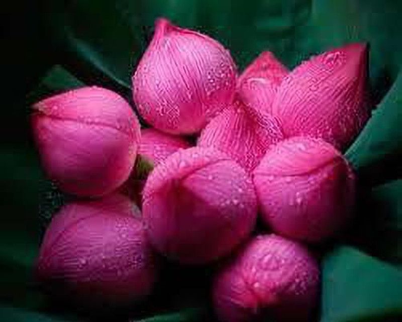 CARIBBEAN LOTUS,KAMALSEEDS Seed  (10 per packet)