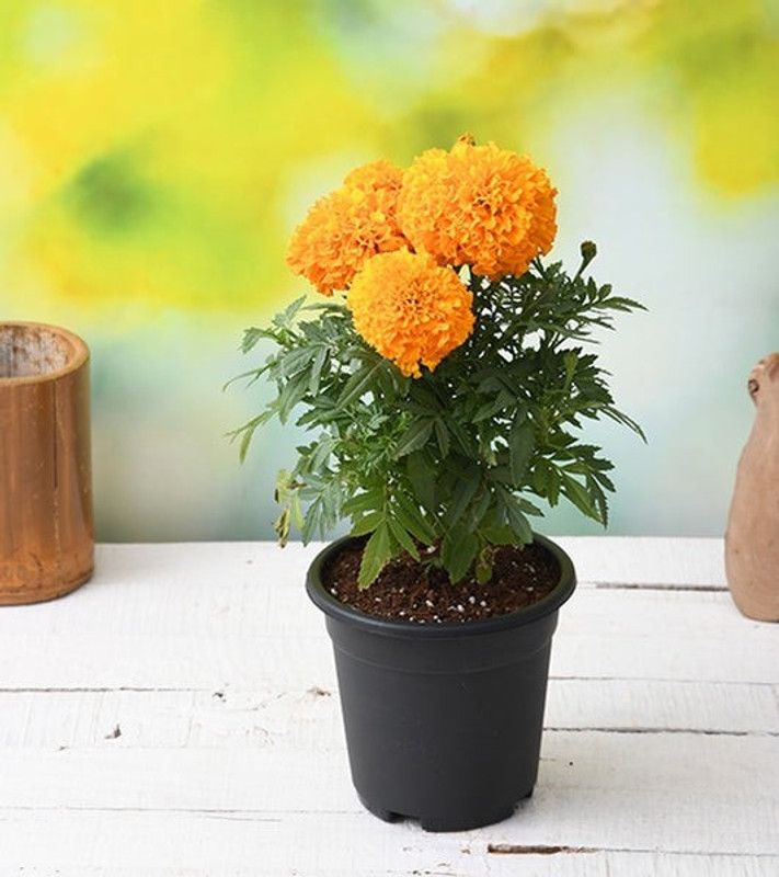 Tajplantshub Marigold Plant  (Hybrid, Pack of 1)