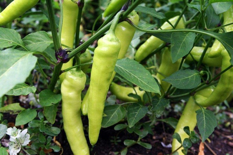 granthi Sweet Banana Pepper Seed  (300 per packet)