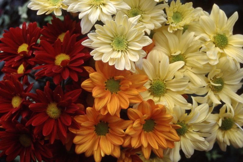 XOLDA Exotic chrysanthemum Seed  (25 per packet)