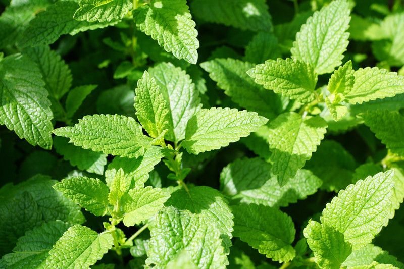 PMB Mint/Pudina Seed  (75 per packet)