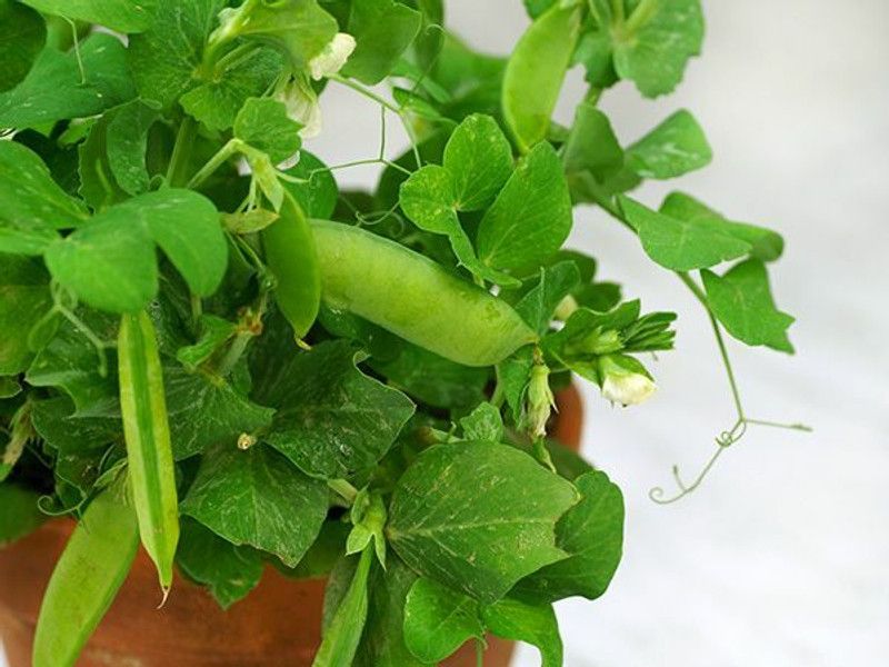 Fnine Super Sweet Peas Seed  (250 per packet)
