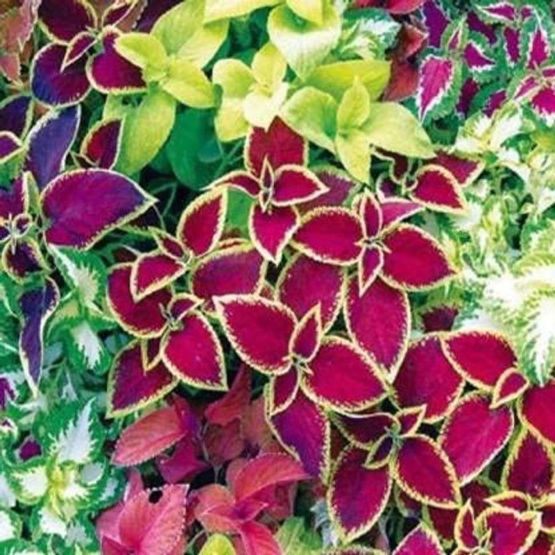KANAYA Coleus Rainbow Mix Flower Seeds For Kitchen Gardening Seed  (38 per packet)
