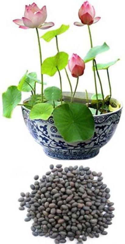 SaaHeli Lotus Multicolor Flower Seed  (54 per packet)