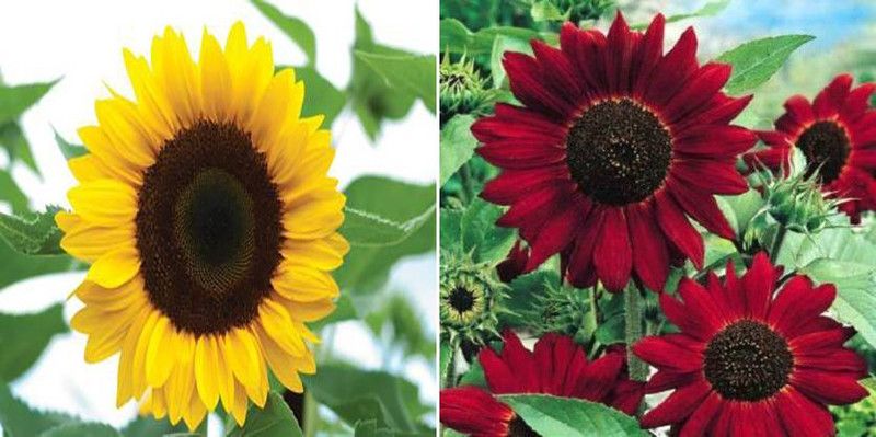 xcentax SUNflower RUSSIAN GIANT & sunflower red Seed  (20 per packet)