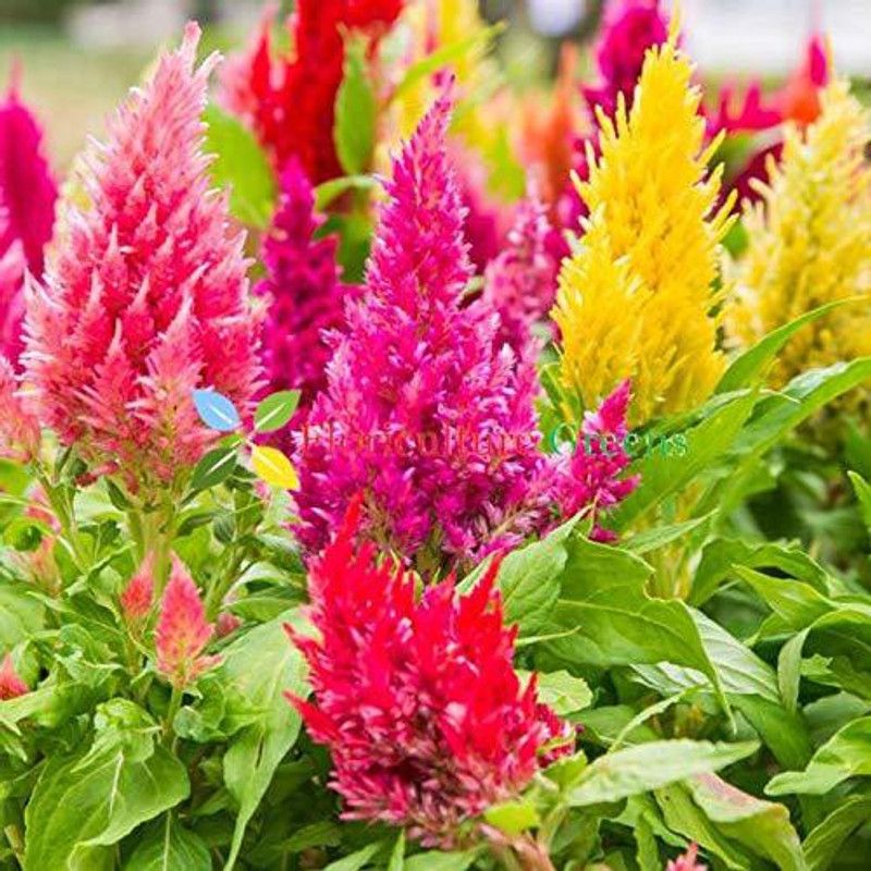 Mozette Celosia Flower Seed  (17 per packet)