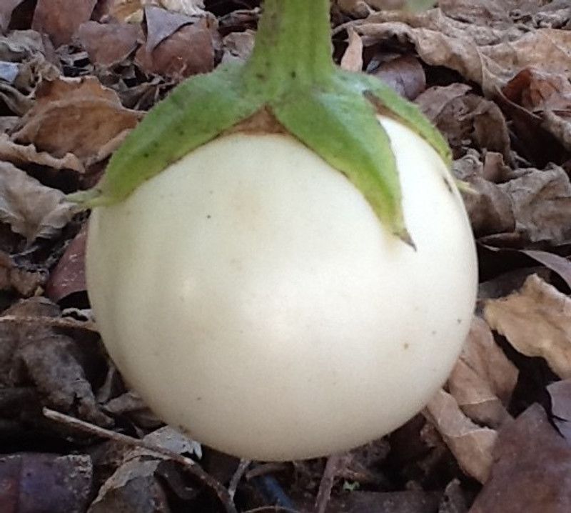 Nodoc White Brinjal Seed  (25 per packet)