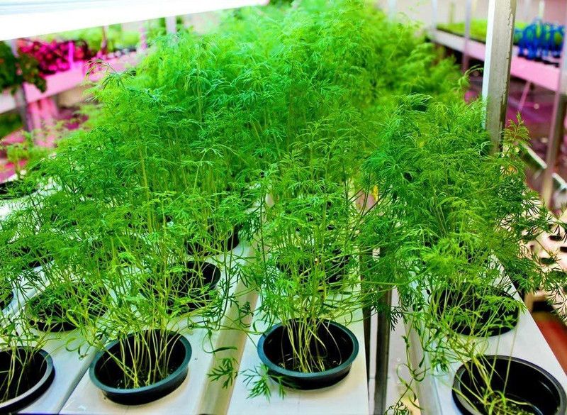 VibeX ® XLR-160 Dill Teddy (Yellow) Seeds Seed  (500 per packet)