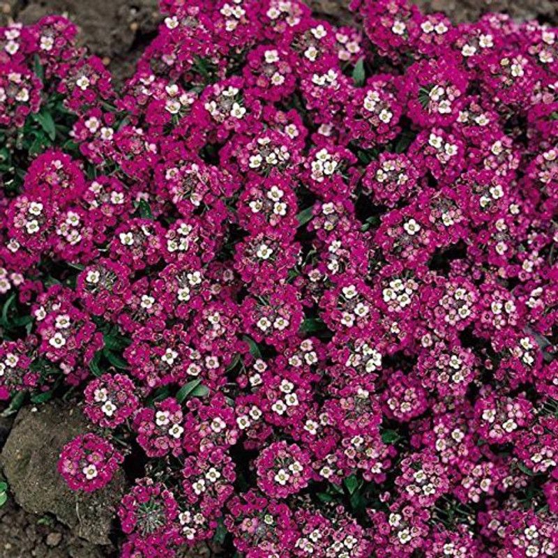 CYBEXIS Alyssum Red Seeds Seed  (50 per packet)