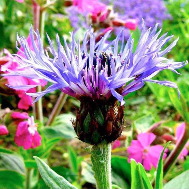 PMB Cornflower Seed  (30 per packet)