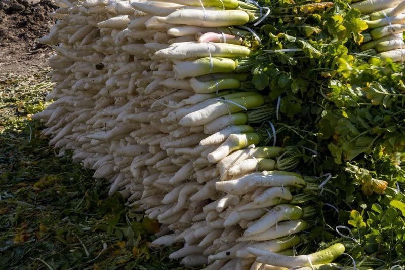 KANAYA Mooli Seed  (775 per packet)