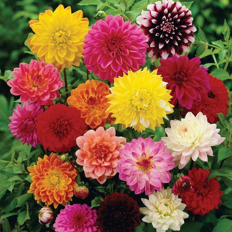 KANAYA Dahlia Double Mix Hybrid Flower Seed  (28 per packet)