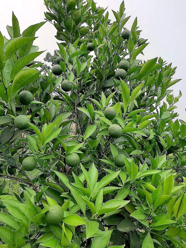 JRYU Mosambi Seed  (26 per packet)