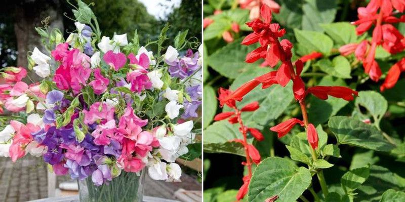 xcentax Sweet Peas Spencer Mixed & Saliva Seed  (20 per packet)