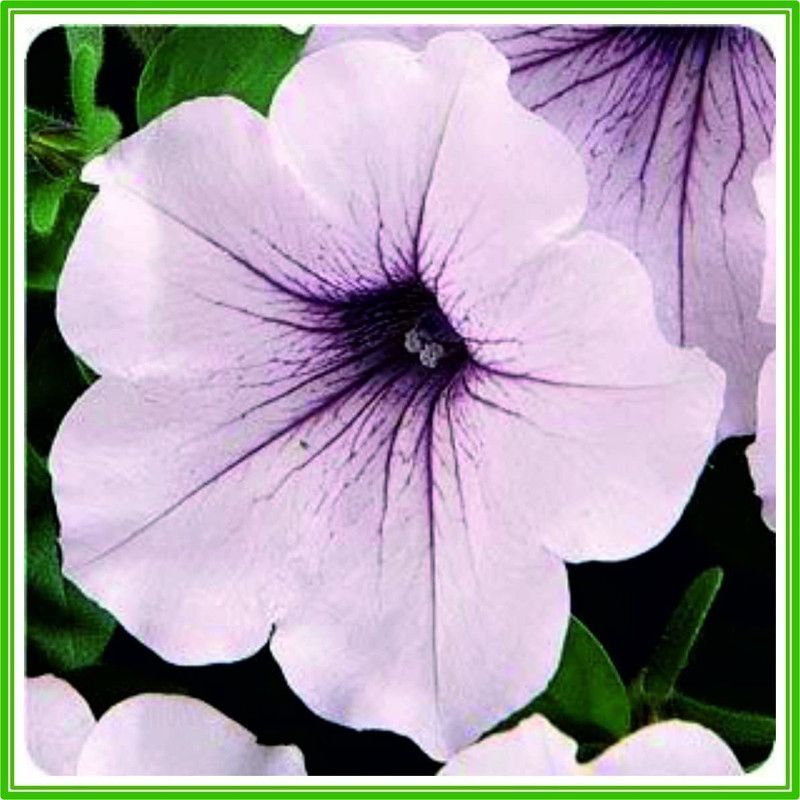 CYBEXIS Petunia F1 Tidal Wave 'Silver' Seed Seed  (1 g)
