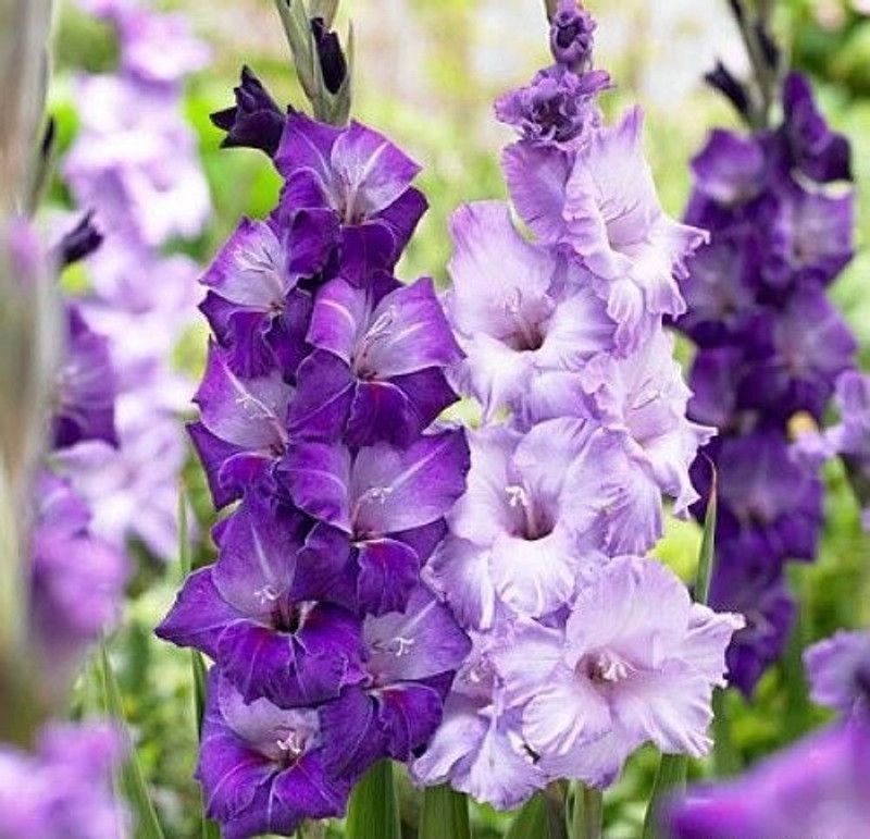 FERNSFLY® IMP. Gladiolus | Gladiola | Gladioli Flower Bulbs Home Outdoor Flowering Gardening Bulbs Blooming planting (Pack of 6 Blue Moon Gladiolus) Seed  (6 per packet)