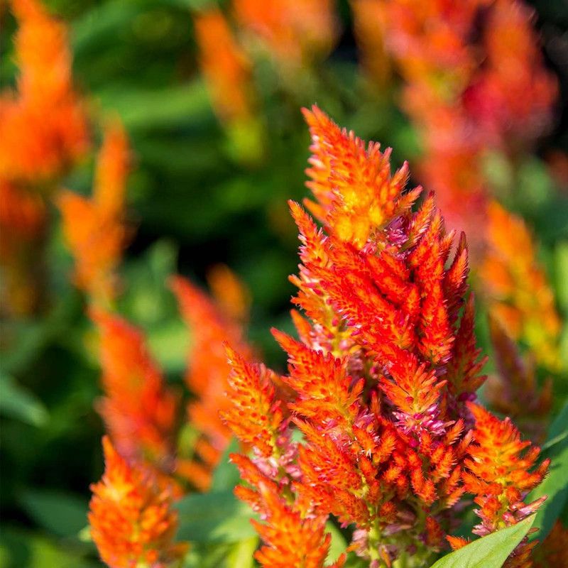 CYBEXIS Plumed Castle Celosia Orange - Annual Flower Garden - Celosia plumosa Seed  (50 per packet)