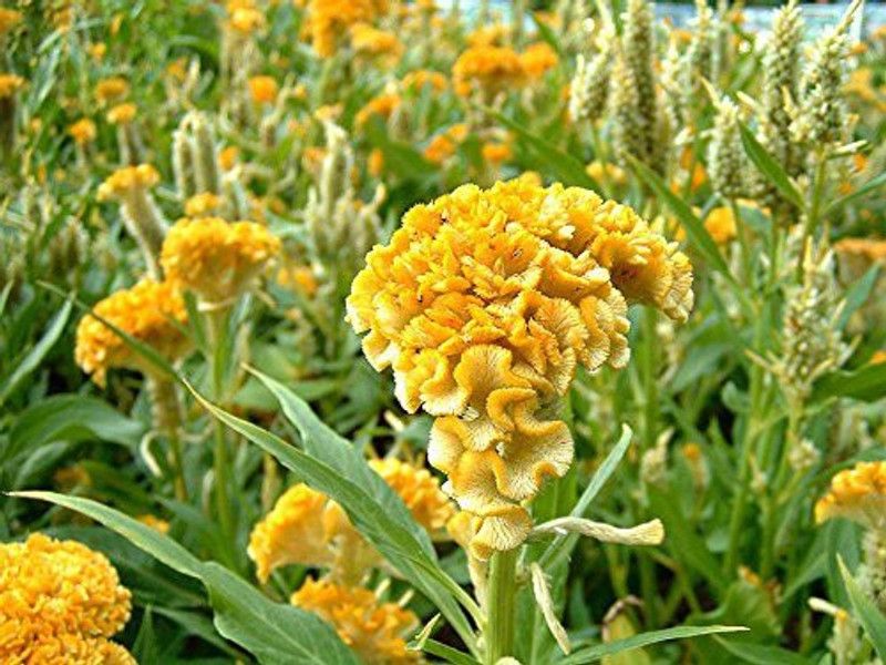 CYBEXIS Celosia Cockscomb Yellow Mixed Flower Seeds Seed  (1 g)