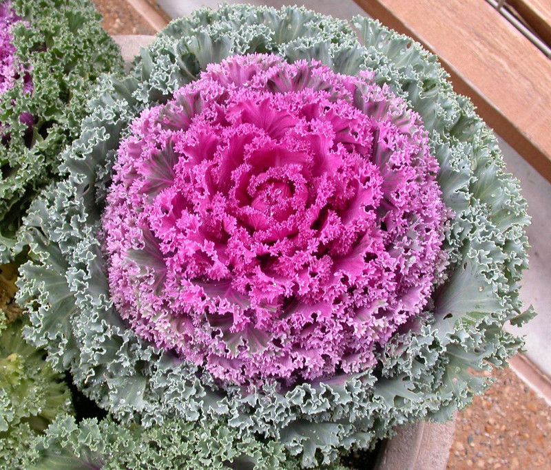 Paudha Oranamental kale Seed  (15 per packet)
