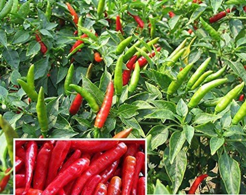 MKR Enterprises Chilli Seed  (300 per packet)