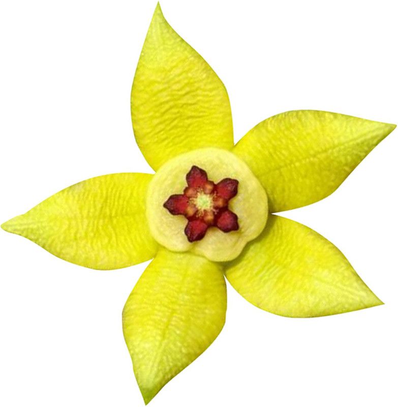 Redoak Stapelia pulchella Lithop Seeds - Yellow - 100Pcs Seed  (100 per packet)
