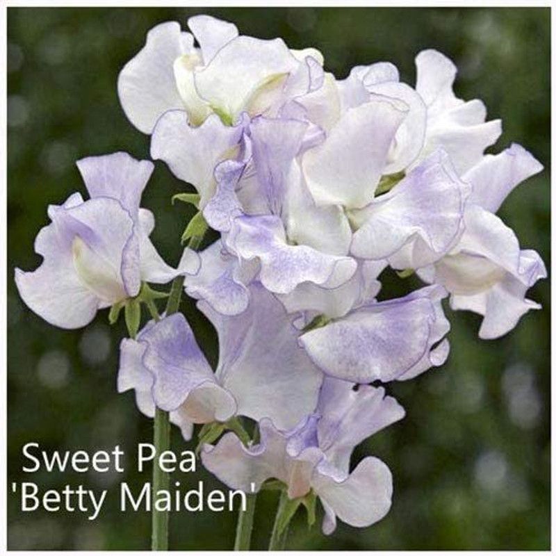 CYBEXIS Sweet Pea Betty Maiden Seeds. Betty Maiden Sweet Peas Seed  (50 per packet)