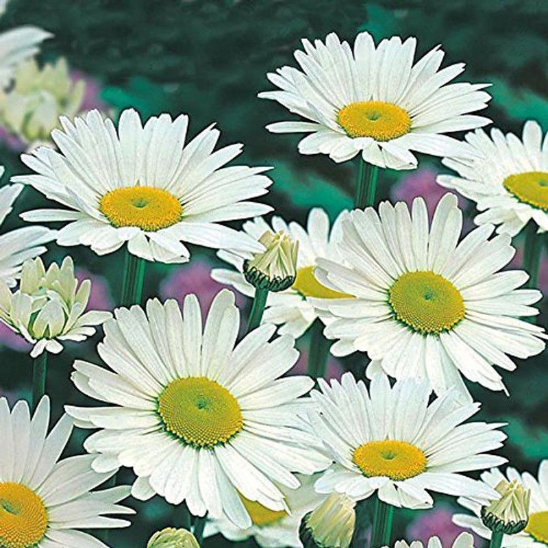 CYBEXIS Shasta Daisy" Flower Seeds Seed  (1 g)
