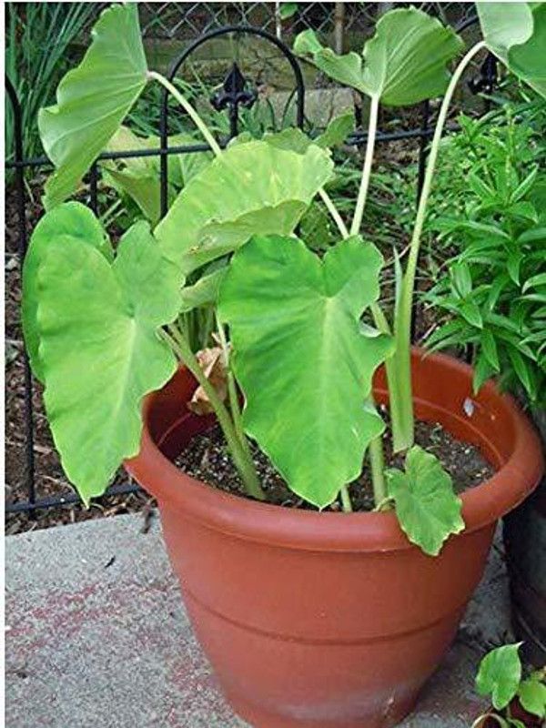 KANAYA Taro Root Arabi Beej Seed  (6 per packet)